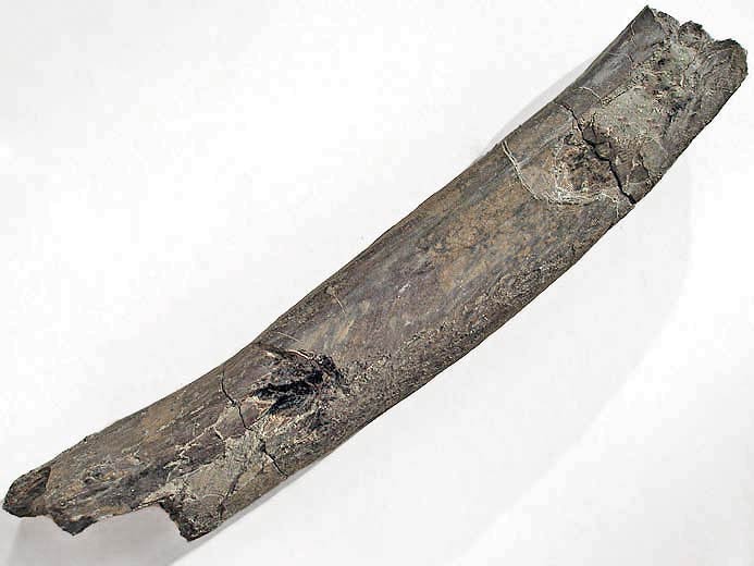 Cte mordue de reptile fossile jurassique Boulonnais