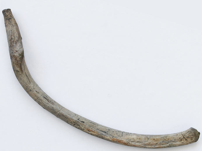 Cte de Crocodile fossile du jurassique Boulonnais