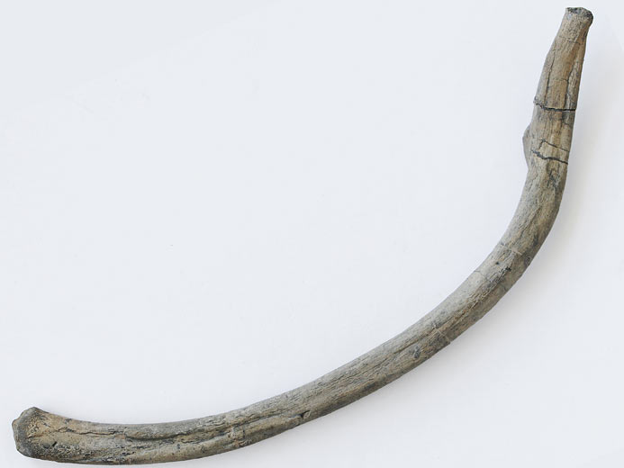 Cte de Crocodile fossile du jurassique Boulonnais