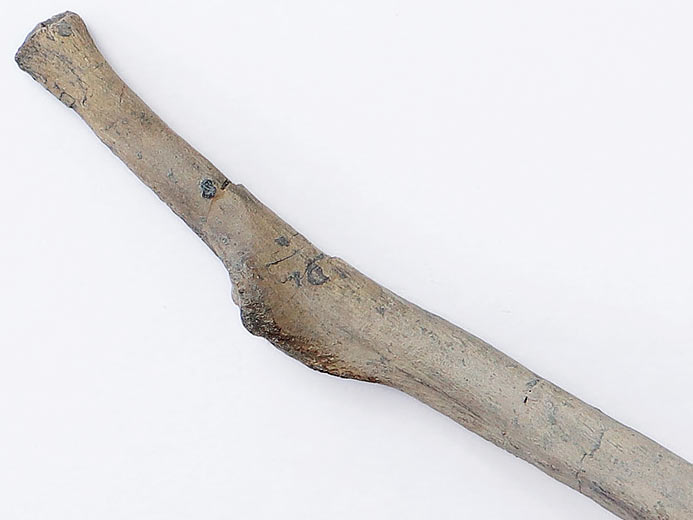 Cte de Crocodile fossile du jurassique Boulonnais