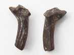 Cte fossile du jurassique Boulonnais