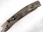 Cte reptile fossile du jurassique Boulonnais