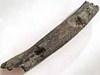 Cte reptile fossile du jurassique Boulonnais