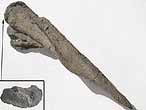 Cte fossile du jurassique Boulonnais