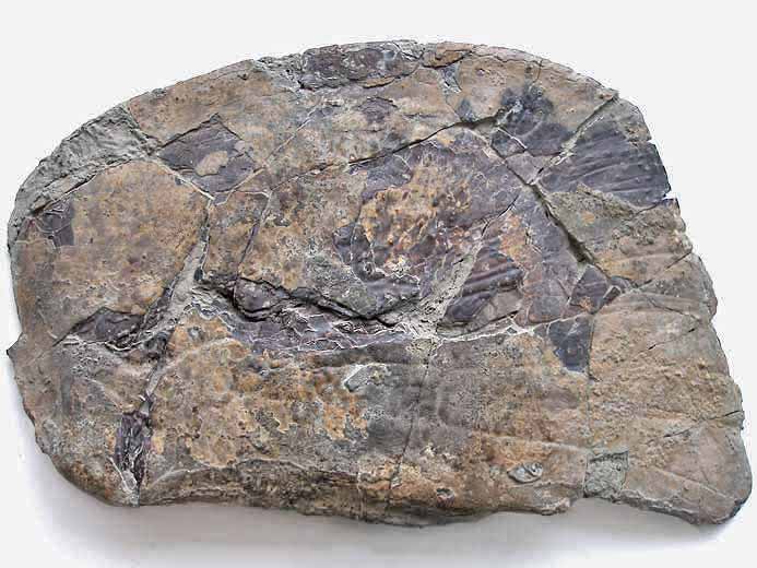 image opercule Lepidotes maximus jurassique Boulonnais