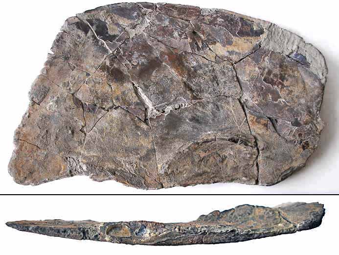 image opercule Lepidotes maximus jurassique Boulonnais