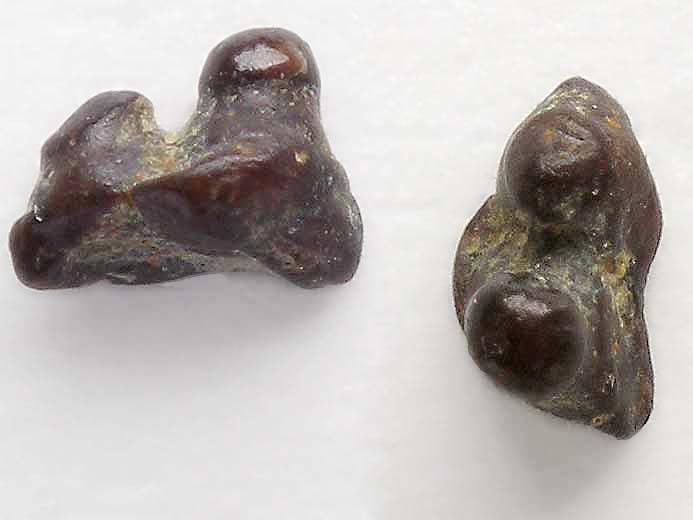 image toit crnien Pycnodonte jurassique Boulonnais