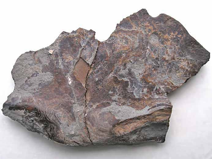 os de la tte d'1 Gyrodus jurassique Boulonnais