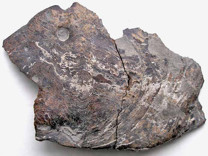 os de la tte d'1 Gyrodus jurassique Boulonnais
