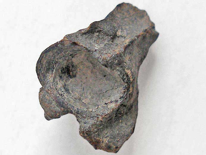 Coelacanthe : basisphnoide fossile de poisson du jurassique Boulonnais