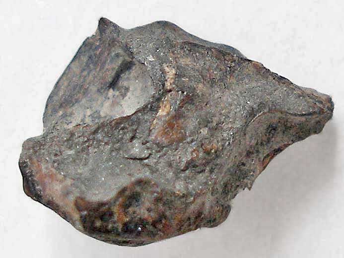 Coelacanthe : basisphnoide fossile de poisson du jurassique Boulonnais