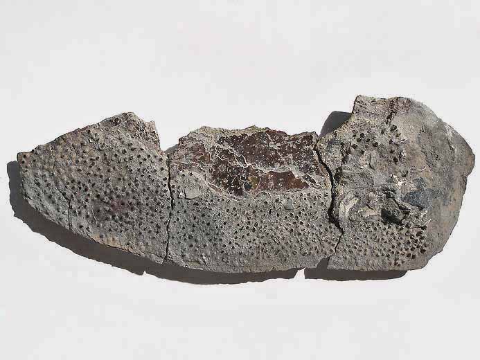 Opercule fossile de poisson du jurassique Boulonnais