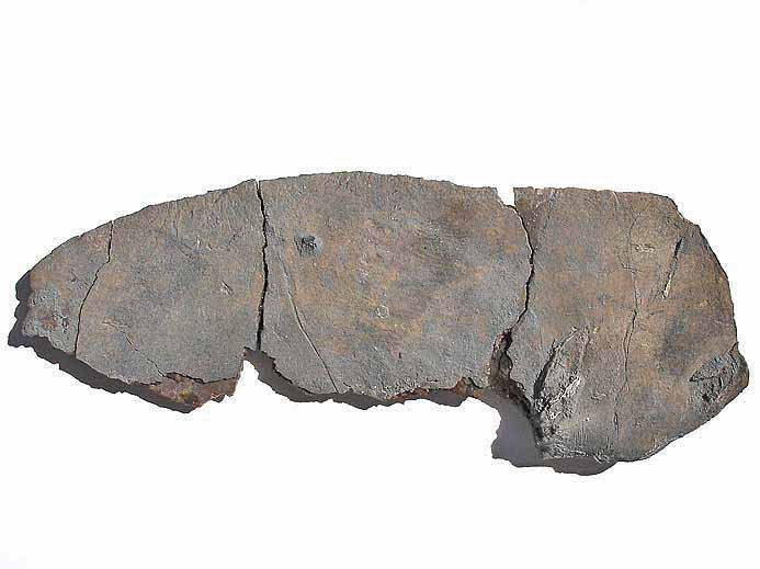 Opercule fossile de poisson du jurassique Boulonnais