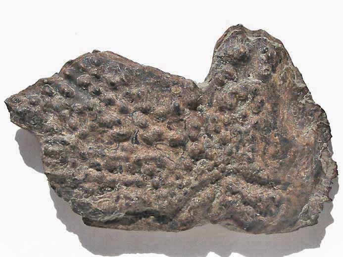 Os fossile de poisson du jurassique Boulonnais