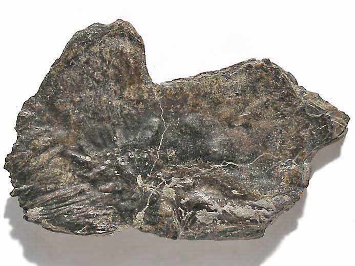 Os fossile de poisson du jurassique Boulonnais
