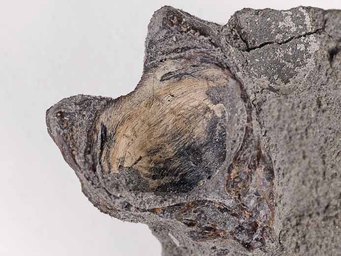 Coelacanthe : basisphnoide fossile de poisson du jurassique Boulonnais