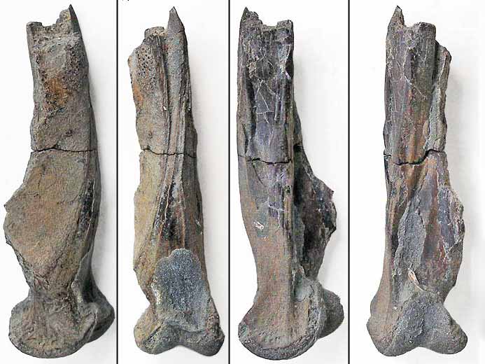 Coelacanthe : os carr fossile de poisson du jurassique Boulonnais