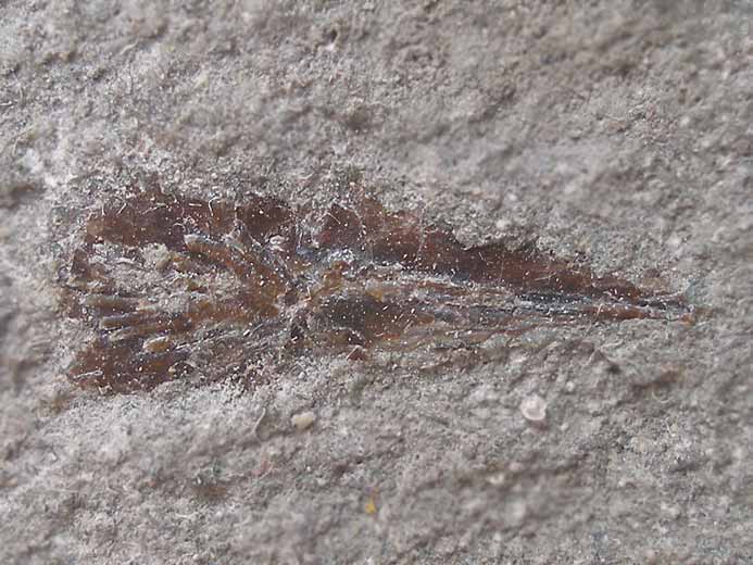 Poisson : parasphnoide fossile de poisson du jurassique Boulonnais