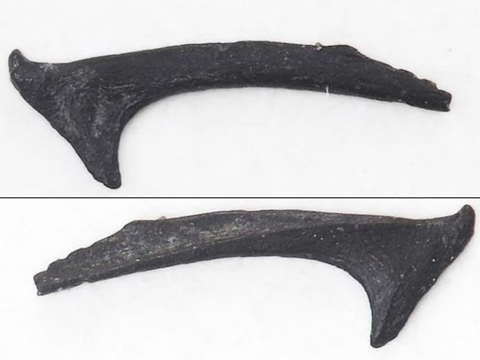 Branchiospine fossile de poisson du jurassique Boulonnais