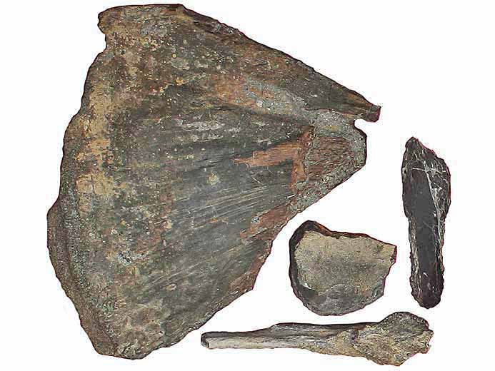 Os de la tte d'un Poisson Amiiformes fossile jurassique Boulonnais COPYRIGHT P.TITREN