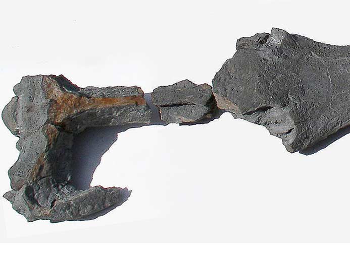 image Cranien de Steneosaurus jurassique Boulonnais IMAGE SOUMISE A COPYRIGHT