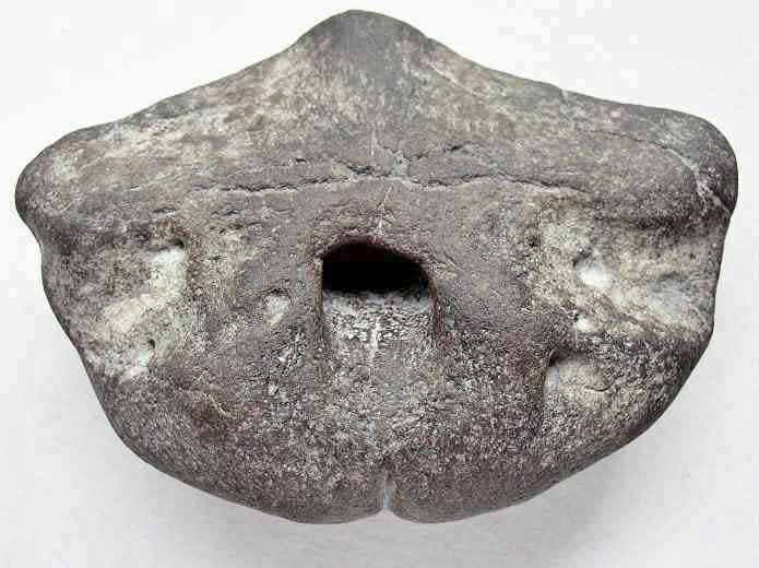 image Basisphenoide d'Ichthyosaurien jurassique Boulonnais