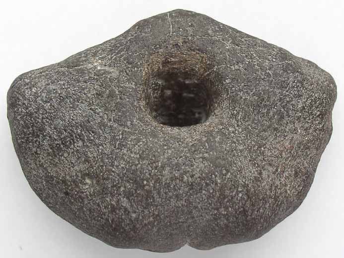 image Basisphenoide d'Ichthyosaurien jurassique Boulonnais
