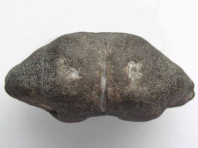 image Basisphenoide d'Ichthyosaurien jurassique Boulonnais