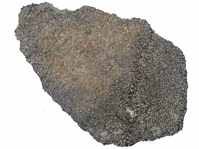 image prfrontal de Metriorhynchus sp jurassique Boulonnais