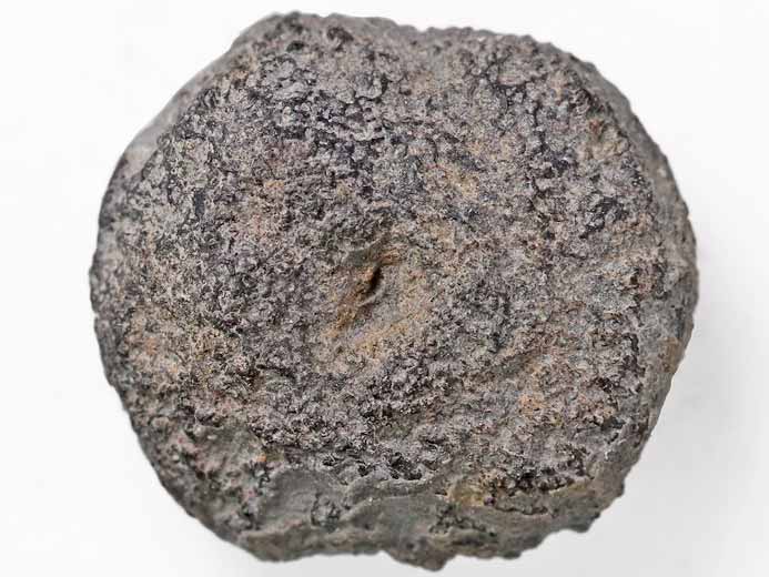 Basioccipital d'Ichthyosaurien juvnile - fossiles jurassique Boulonnais