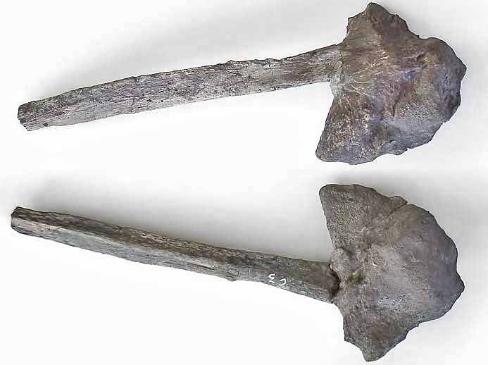 Basisphenoide et Parasphenoide d'Ichthyosaurien - fossiles jurassique Boulonnais © P.TITREN
