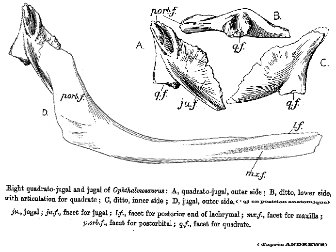 Schema de quadrato-jugal d'Ichtyosaure ou d'Ophtalmosaure