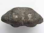 Os de crane Reptile fossile jurassique Boulonnais