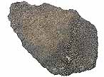 Metriorhynchus sp : prfrontal fossile jurassique Boulonnais