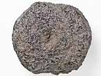 Basioccipital d'Ichthyosaurien juvnile fossile jurassique Boulonnais