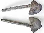 Basisphenoide fossile jurassique Boulonnais COPYRIGHT P.TITREN