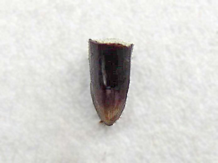Dent poisson Amiiforme fossile jurassique Boulonnais