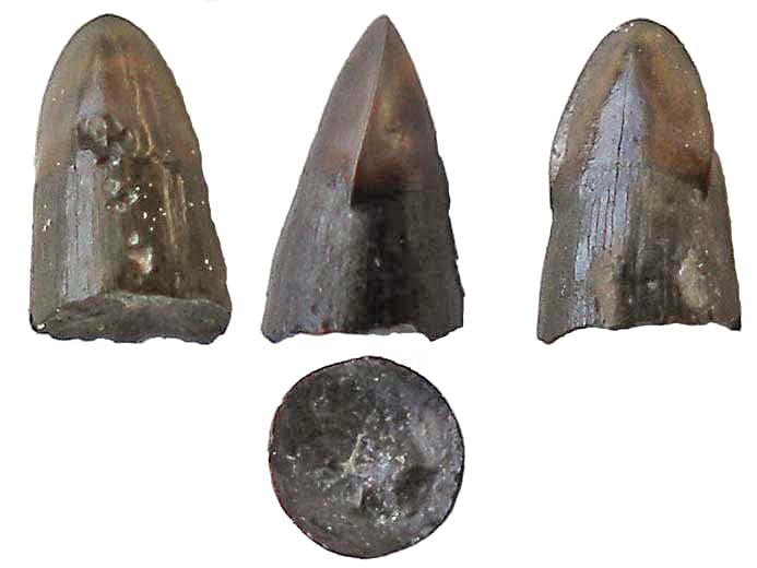 Dent poisson Amiiforme fossile jurassique Boulonnais