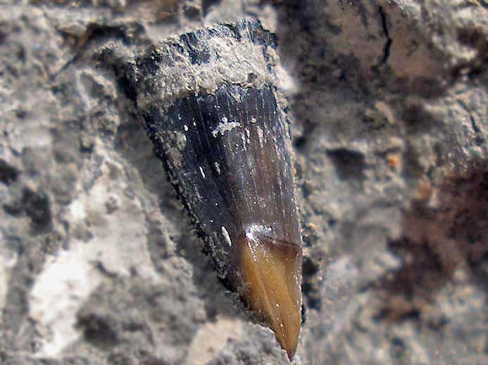 Dent poisson Amiiforme fossile jurassique Boulonnais