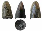 Dent fossile de Poisson Amiiforme du jurassique Boulonnais