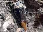Dent fossile de Poisson Amiiforme du jurassique Boulonnais