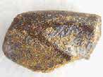 Crte masticatrice (triturateurs) de Chimre Ischyodus fossile jurassique Boulonnais