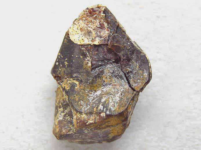 Dent de dinosaure Camarasauridae - fossile jurassique Boulonnais