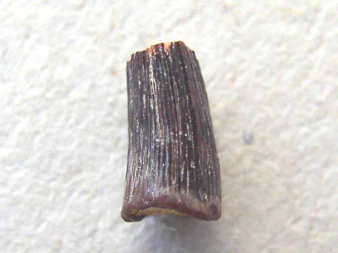 image dent fossile divers Jurassique Boulonnais