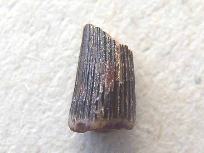 image dent fossile divers Jurassique Boulonnais