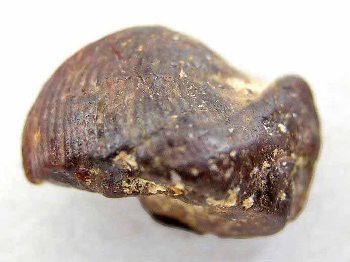 image dent fossile divers Jurassique Boulonnais