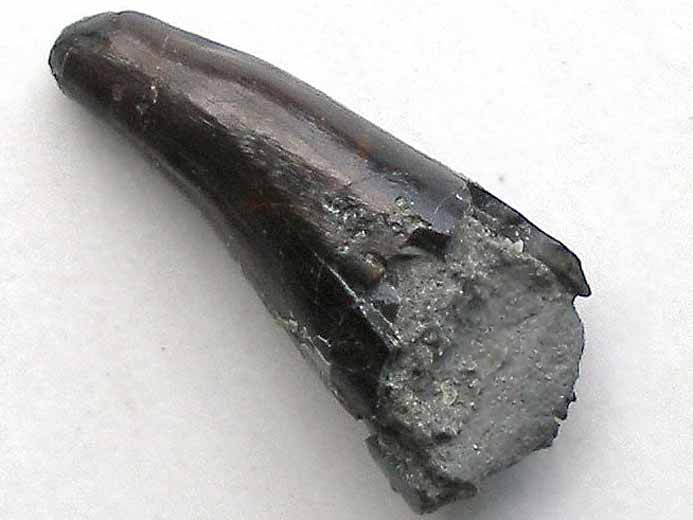image dent fossile Reptile Jurassique Boulonnais