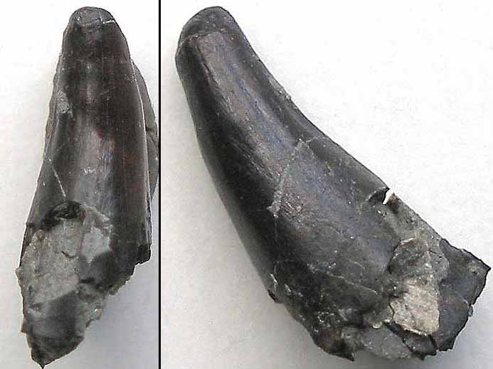 image dent fossile divers Jurassique Boulonnais