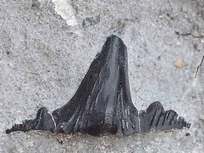 Dent requin divers jurassique Boulonnais