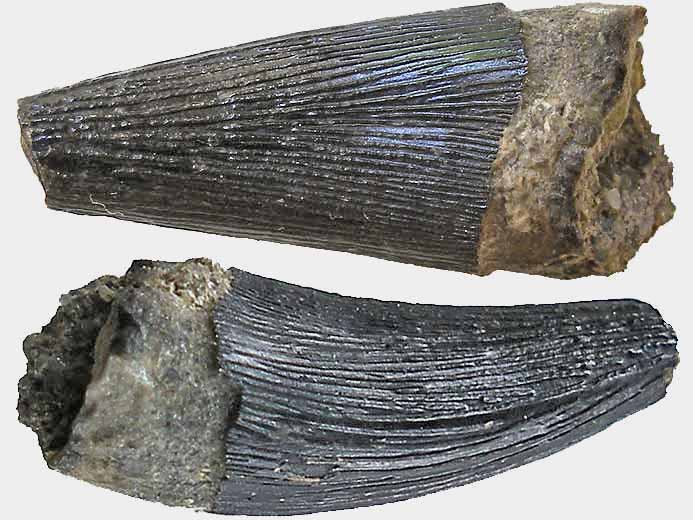image dent fossile divers Jurassique Boulonnais